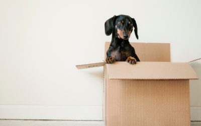 Renters: 7 Things to Have on Hand for Moving Day